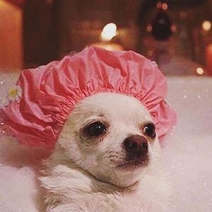 Meet your Posher, Ischke